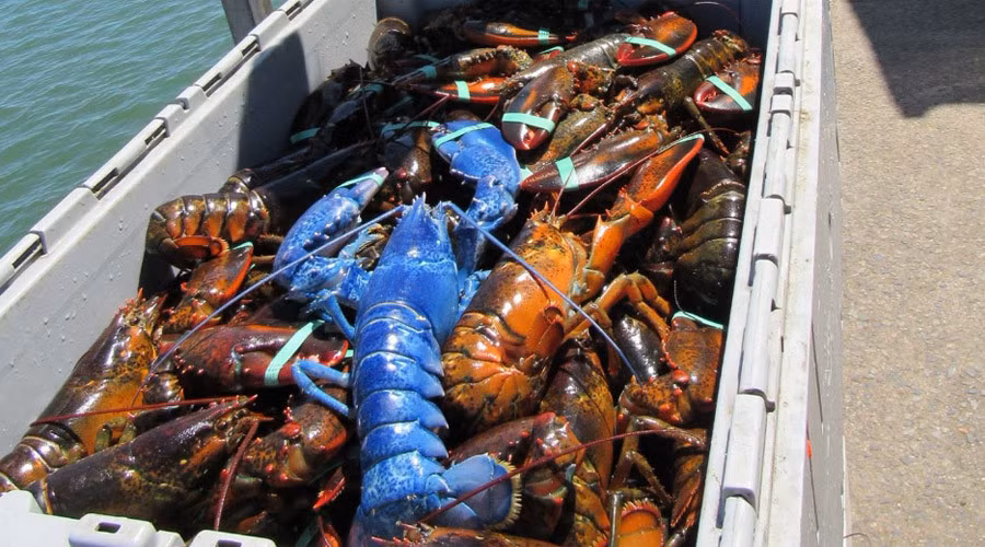 Đầu tháng 8/2016, ngư dân ở Cape Cod, Mỹ bắt được con tôm hùm màu xanh sapphire, nặng gần 1kg.