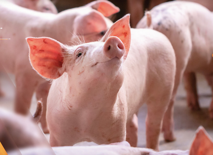 Giá heo hơi tăng, nên theo dõi doanh nghiệp niêm yết nào? - Hình 4 Gia heo hoi tang, nen theo doi doanh nghiep niem yet nao?-Hinh-4