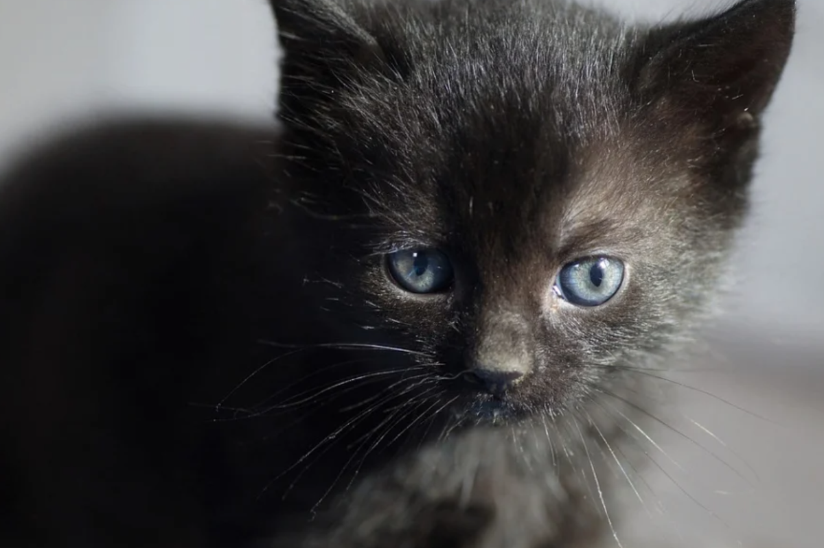 Noi tieng khong so troi, nhung Vo Tac Thien khiep dam con vat nay-Hinh-2