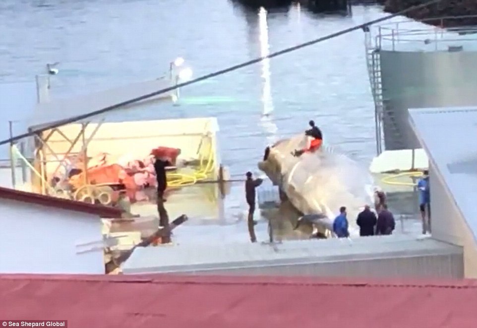 Ngay sau khi những hình ảnh này được lan truyền, công ty Kristján Loftsson và chính quyền Iceland đã vấp phải sự phản ứng mạnh mẽ của dư luận.