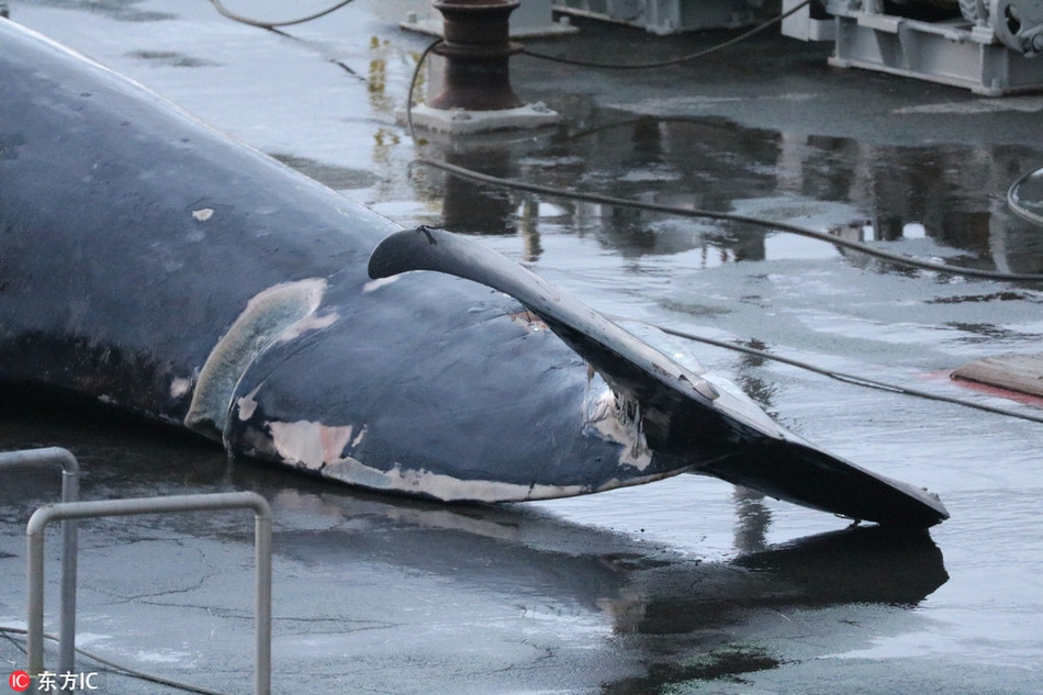 Sau khi chết, con cá voi được đưa vào bờ và di chuyển lên cảng để xẻ thịt thành từng phần nhỏ, đem đi chế biến.