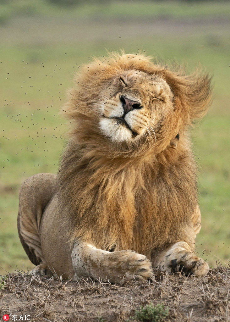 Khi vua su tu phat dien vi nhung ke kho ua-Hinh-3