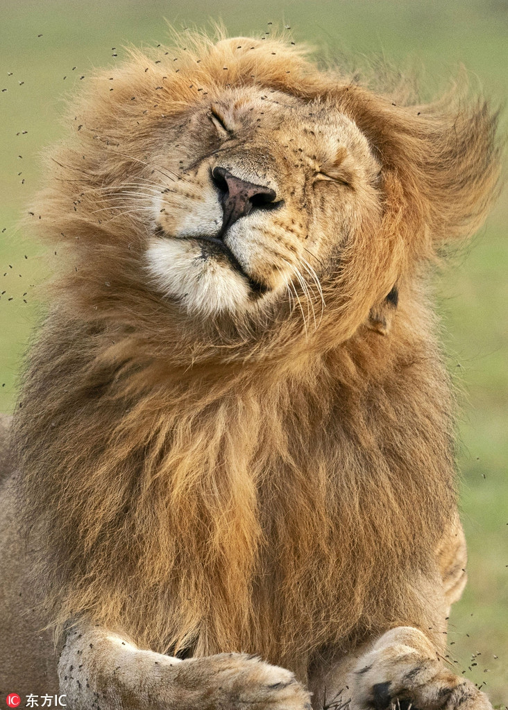 Khi vua su tu phat dien vi nhung ke kho ua