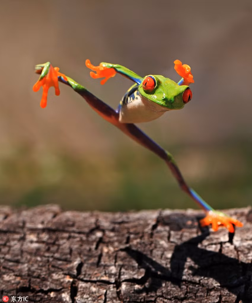 Khi băng qua một thân cây lớn, chú ếch xanh này đã thực hiện một cú xoạc chân cực kỳ đẹp mắt và điệu nghệ.