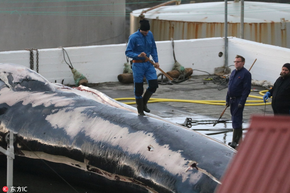 Được biết, đây là lần đầu tiên sau 3 năm, một công ty ở Iceland tiếp tục giong buồm ra khơi để săn giết cá voi. Theo thông kê, cách đây 3 năm, vào năm 2015m đã có tới 155 con cá voi trưởng thành và 29 con cá voi con bị săn giết.