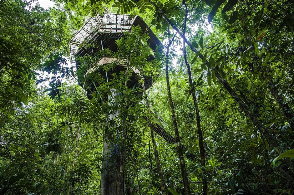 Finca Bellavista, Costa Rica: Ở khu bảo tồn thiên nhiên Costa Rica, du khách có cơ hội nghỉ ngơi tại ngôi nhà trên cây nằm ở độ cao hơn 27 m, cung cấp chỗ ở tối đa cho 6 người. Bên cạnh đó, xung quanh ngôi nhà còn có các cây cầu treo, giúp du khách khám phá cảnh quan của khu rừng cũng như cuộc sống của các loài động vật hoang dã xung quanh. Ảnh: Finca Bellavista.