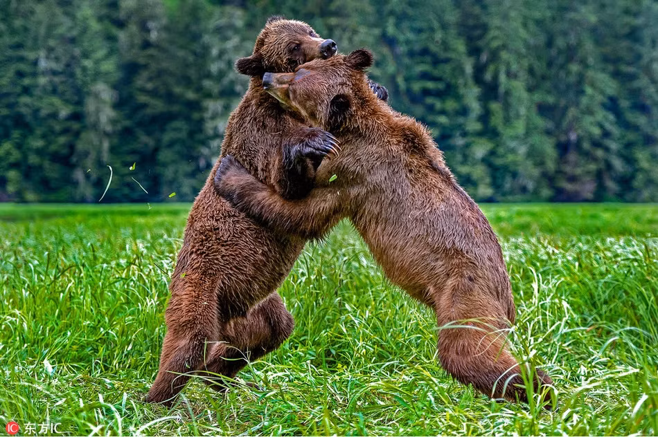 Thu vi canh gau nau danh nhau du doi, bong dung om ap