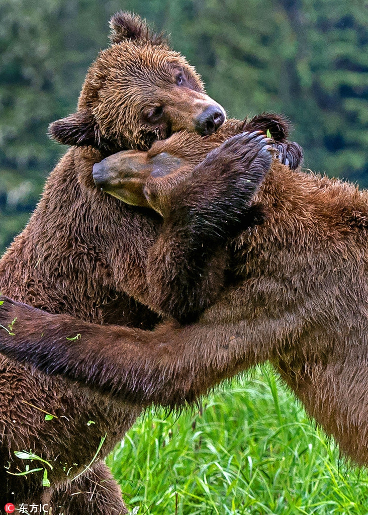 Thu vi canh gau nau danh nhau du doi, bong dung om ap-Hinh-2