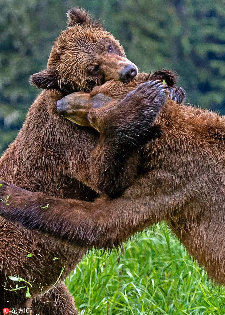 Thu vi canh gau nau danh nhau du doi, bong dung om ap-Hinh-2