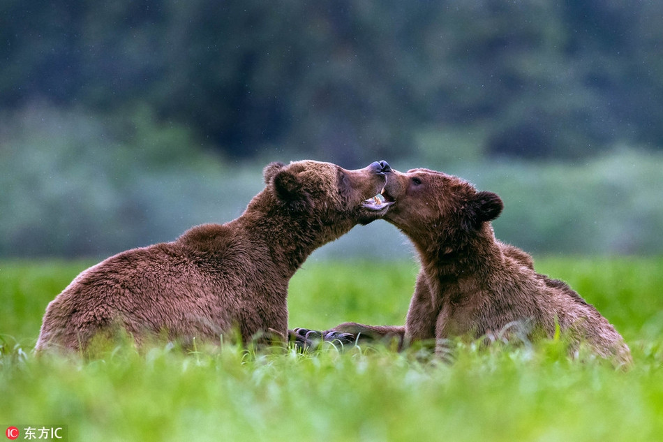 Thu vi canh gau nau danh nhau du doi, bong dung om ap-Hinh-4