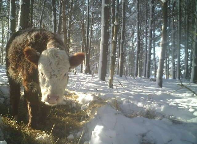 Trong lúc đó, mùa đông ngày một khắc nghiệt. Bonnie là một con bê được thuần hóa bởi con người, vì vậy nó rất khó có thể sống sót được trong rừng. May mắn tháy, Bonnie đã gặp Becky, một người phụ nữ tốt bụng. Bonnie mang thức ăn và nước cho Bonnie, giúp nó có thể tồn tại được.