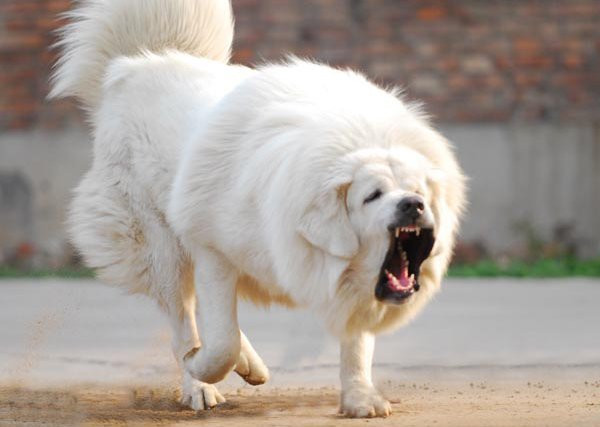 Cách đây không lâu, câu chuyện đau lòng đã xảy ra tại Trung Quốc. Một bé gái 6 tuổi đang trên đường đến cửa hàng tạp hóa ở thành phố Đại Liên, thì bị một con chó ngao nhảy xổ ra và cắn vào cổ. Nạn nhân nhanh chóng được đưa đến bệnh viện cấp cứu tuy nhiên do vết cắn mạnh vào khí quản và động mạch nên đứa trẻ không qua khỏi cơn nguy kịch.