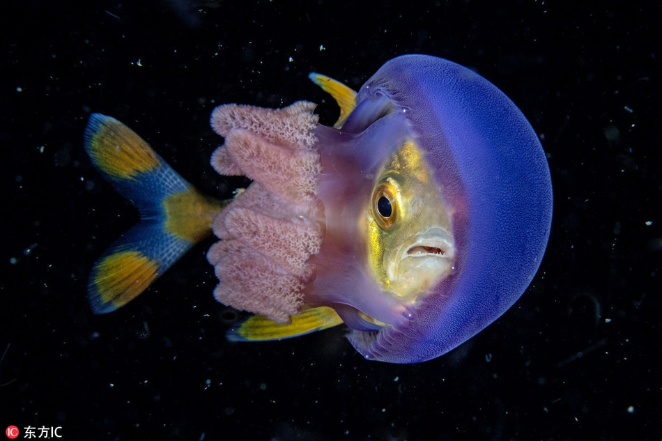 Ca nho xuyen thang bung sua voi “muu do” cuc an tuong-Hinh-3