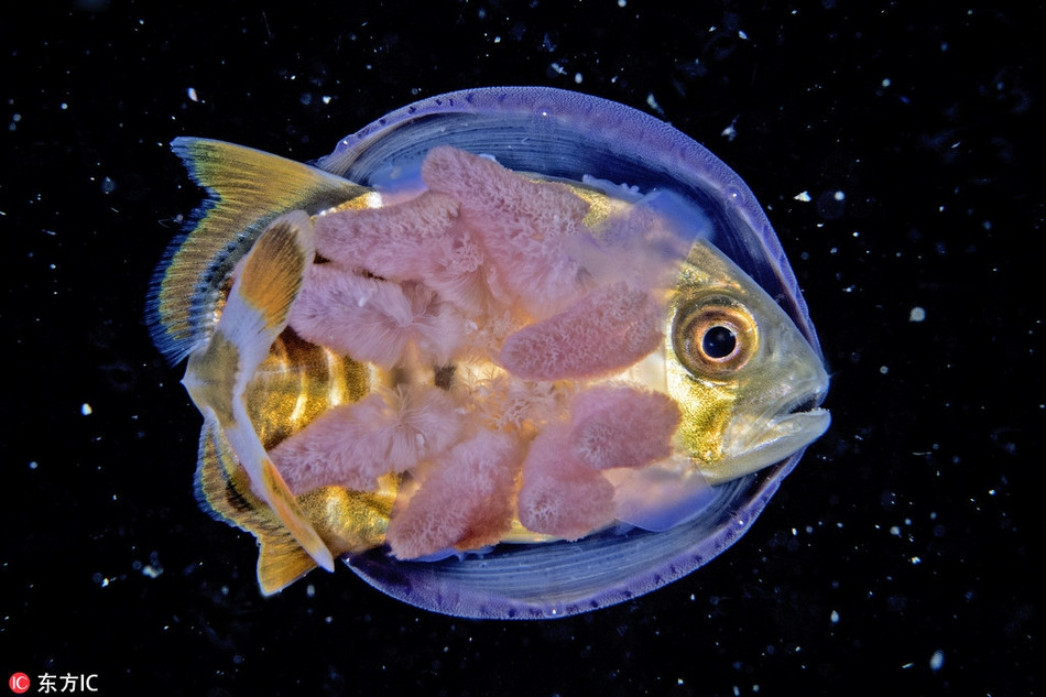 Ca nho xuyen thang bung sua voi “muu do” cuc an tuong