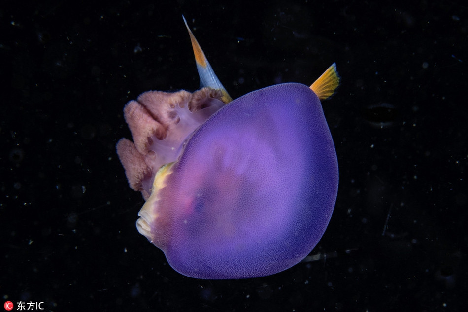 Ca nho xuyen thang bung sua voi “muu do” cuc an tuong-Hinh-4