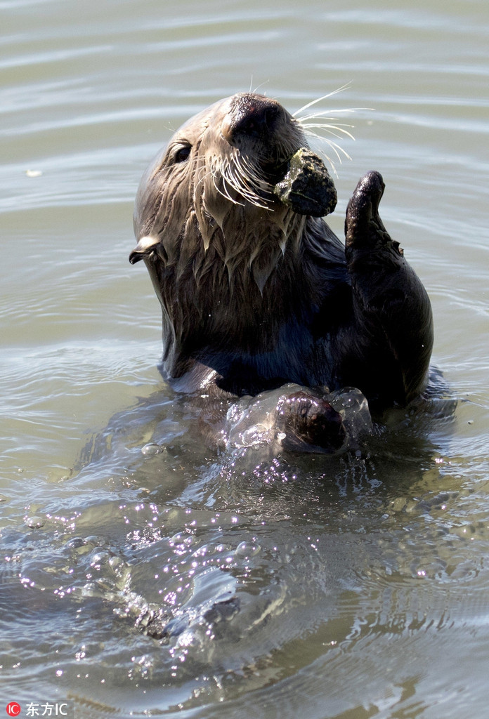Lý do là bởi viên đá đó giúp nó mở vỏ những con sò một cách dễ dàng khi rái cá nổi hứng muốn ăn thịt sò.