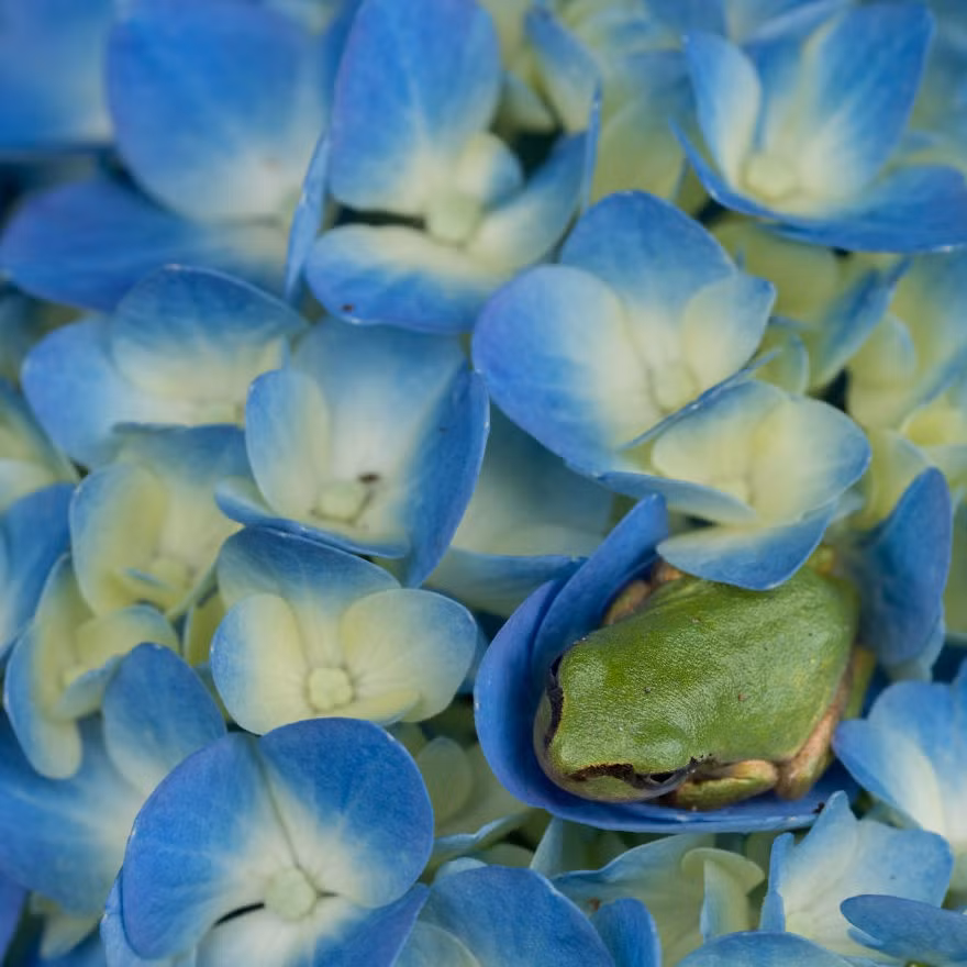 Mới đây, nhiếp ảnh gia Kunito Imai, hiện đang sống ở Tokyo, Nhật Bản tung ra bộ ảnh hoàng tử ếch tuyệt đẹp, ghi khoảnh khắc ấn tượng của những con ếch khi chúng đang tạo dáng trên những bông hoa cẩm tú cầu, thu hút sự chú ý của mọi người.