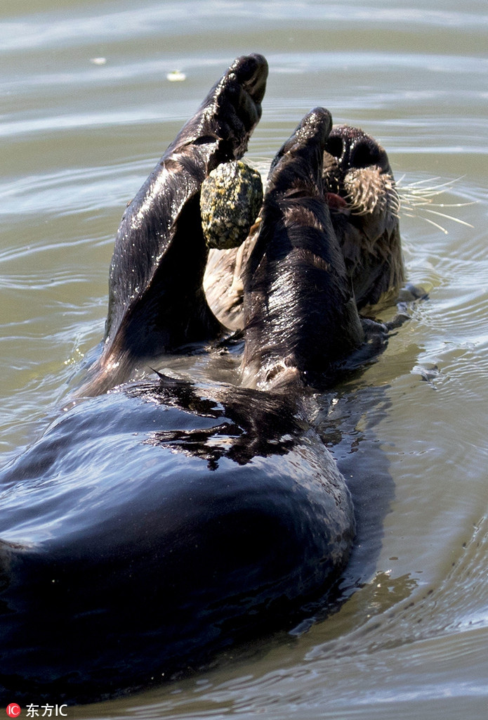 Được biết, những con rái cá biển miền nam California có thói quen mang theo một viên đá yêu thích của mình.