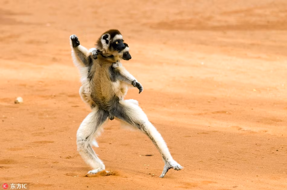 Hình ảnh động vật hoang dã ấn tượng, hai con vượn cáo đang luyện tập thể lực và cách cận chiến ở khu bảo tồn thiên nhiên hoang dã thuộc Madagascar.