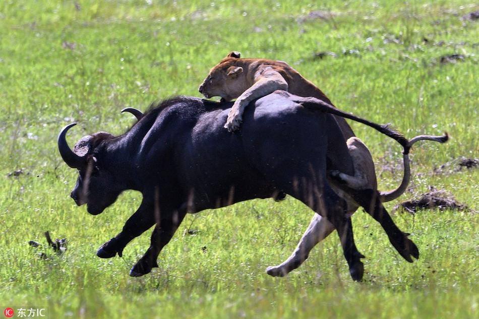 Cuối cùng, không thoát khỏi số phận, trâu rừng bị nhóm sư tử cái khuất phục và giết chết, trở thành bữa ăn ngon cho những con sư tử.