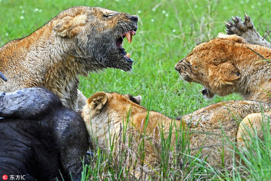 Ngay khi thấy trâu rừng mất đi cảnh giác, những kẻ săn mồi dữ tợn bắt đầu di chuyển một cách lặng lẽ, áp sát con mồi.
