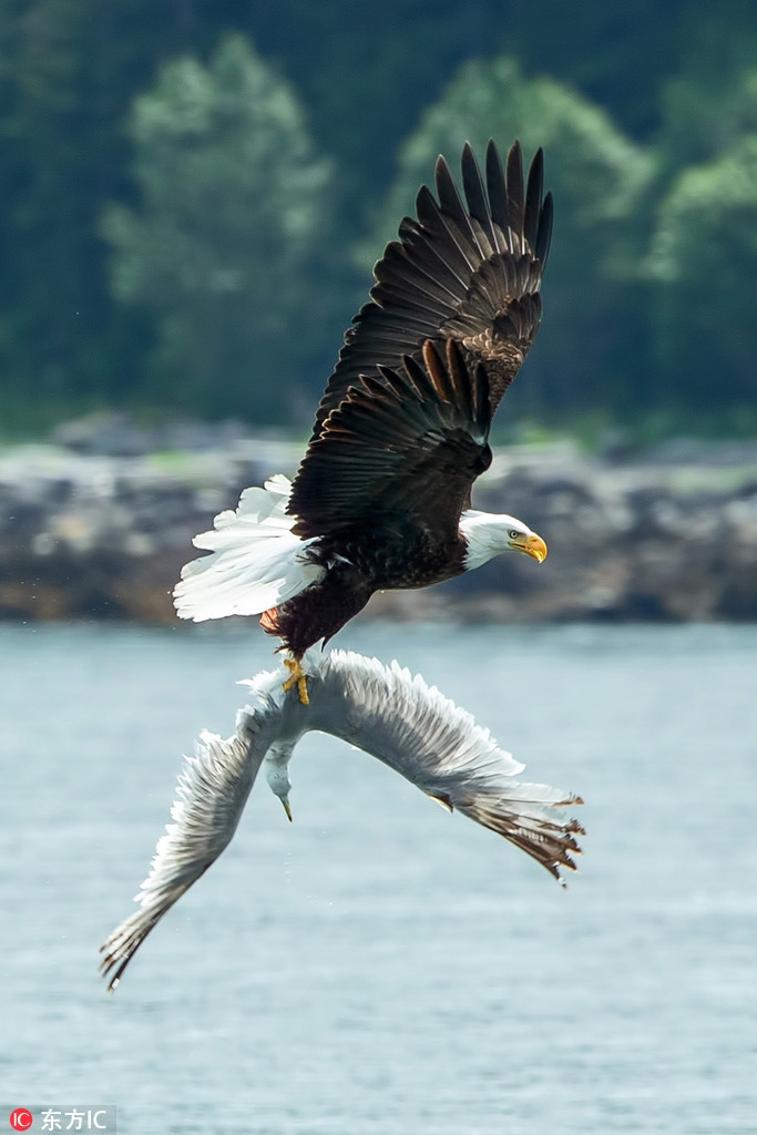 Trong khi đang theo dõi để ghi lại những hình ảnh về một con cá voi lưng gù bơi lội, khoe dáng ở vùng biển Juno, Alaska, nhiếp ảnh gia Shayne McGuire vô tình bắt được những khoảnh khắc ấn tượng về màn săn mồi ngoạn mục của đại bàng hói.