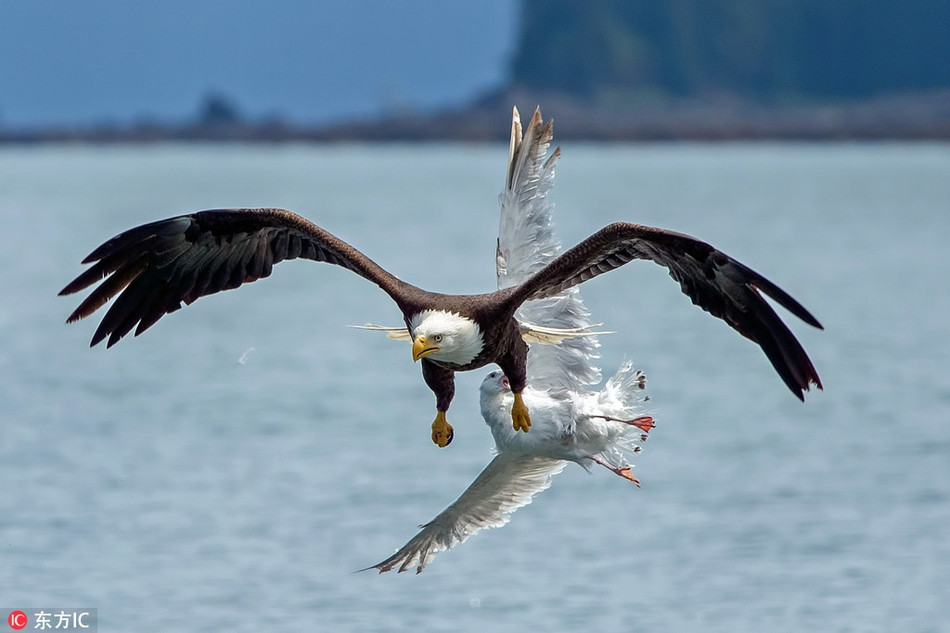 Nó bị ám ảnh bởi việc săn cá mà không hề nhận ra, phía sau lưng nó, một con đại bàng hói cũng đang rình rập săn mồi.