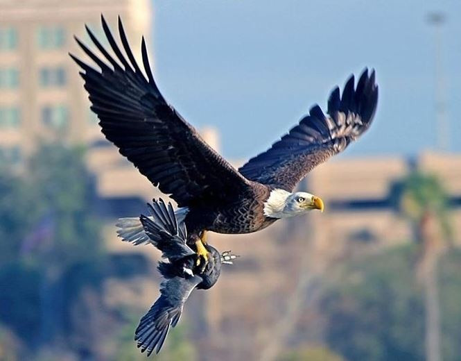 Chỉ cần có cơ hội, những con đại bàng hói sẽ không bỏ qua việc săn giết chim nhỏ.