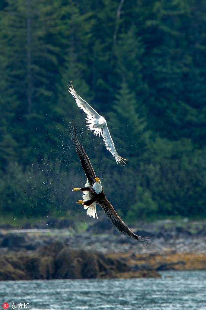 Khi thấy mòng biển bay là là và chậm lại, đại bàng hói bất ngờ tăng tốc, thò móng vuốt ra quyết tâm phải săn giết bằng được mòng biển.