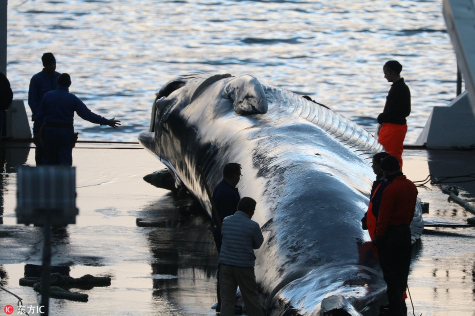 Vào thời điểm hiện tại, Hvalur HF tin rằng sau vài năm ngừng lại việc đi săn, số lượng cá voi ở vùng biển xung quanh Iceland đã tăng lên rất nhiều và tác động của việc săn bắt cá voi là không đáng kể.