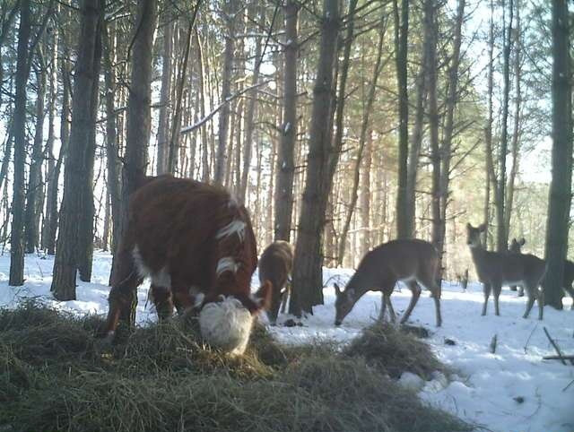 Bonnie là một chú bê dũng cảm được sinh ra trong một trang trại ở miền Bắc New York. Khi Bonnie được 4 tháng tuổi, nó buộc phải tách mẹ và được sắp xếp đưa đến lò mổ. Thế nhưng, ngay khi Bonnie bị bắt đi, nó đã chạy trốn một cách nhanh nhất có thể.