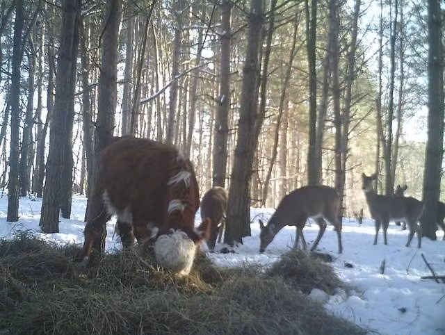 Bonnie là một chú bê dũng cảm được sinh ra trong một trang trại ở miền Bắc New York. Khi Bonnie được 4 tháng tuổi, nó buộc phải tách mẹ và được sắp xếp đưa đến lò mổ. Thế nhưng, ngay khi Bonnie bị bắt đi, nó đã chạy trốn một cách nhanh nhất có thể.