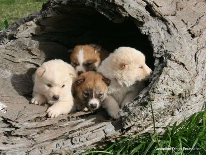 Chúng không được thuần hóa nhưng cũng đã sống hòa hợp với con người trong hàng ngàn năm qua. Những con chó hoang dã này chỉ tấn công khi cảm thấy bị đe dọa.