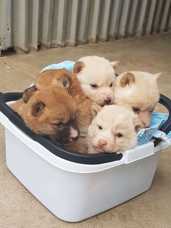 Trong những thập kỷ gần đây, số lượng những con chó hoang ở Australia đã giảm đáng kể. Người dân địa phương cho rằng những con chó hoang sẽ tấn công gia súc, vì vậy họ tìm cách tiêu diệt chó hoang.