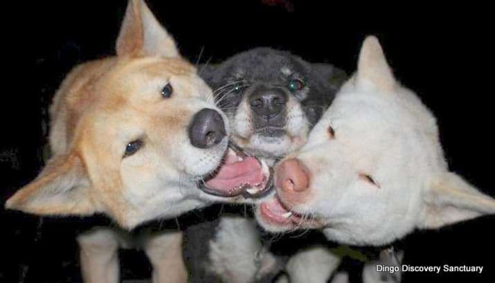 Trên thực tế, mặc dù được gọi là chó hoang dã, thế nhưng những con chó này giống chó sói hơn. Chúng cũng đi săn và ăn thịt các loài động vật ăn cỏ khác như dê, đôi lúc là cả những con cáo.