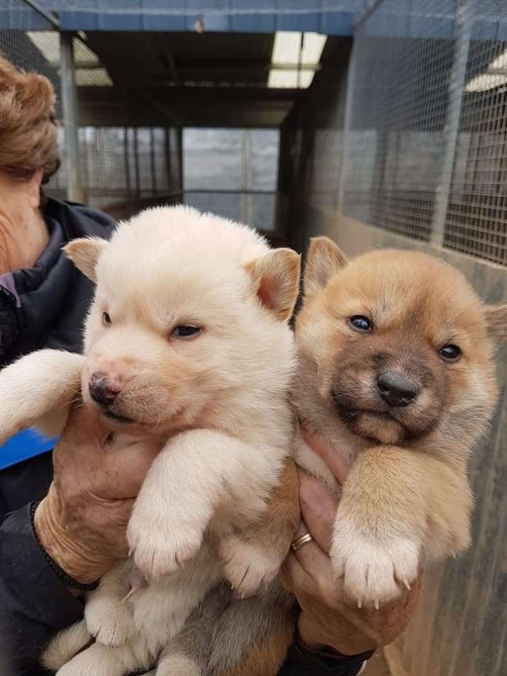 Cũng giống như những con chó cưng, trước khi trở thành những con thú săn mồi, chó hoang Australia rất dễ thương. Trông chúng chẳng khác nào những chú chó con vô hại và đầy thân thiện với con người.