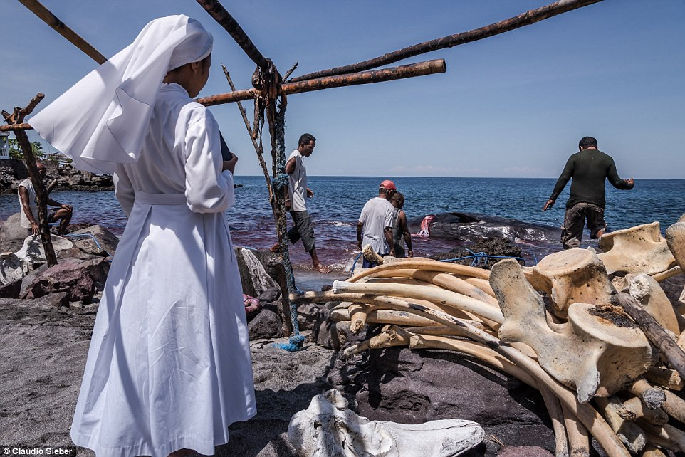 Lý do được đưa ra là do toàn bộ đảo Lamalera được bao phủ bởi đá, không hề có đất đai màu mỡ, cũng không thể trồng cây. Không còn lựa chọn nào khác, ngư dân đành dồn tất cả sinh kế vào đại dương.