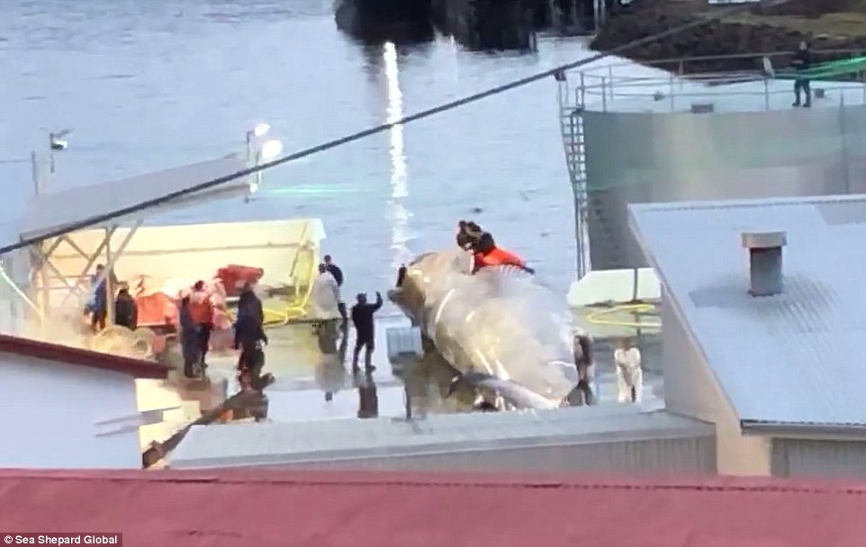 Thế nhưng bất chấp mọi chỉ trích, một con cá voi xanh đã bị săn giết ở Iceland chỉ để cung cấp thịt cho thị trường Nhật Bản, quốc gia nổi tiếng về săn giết và sử dụng thịt cá voi.