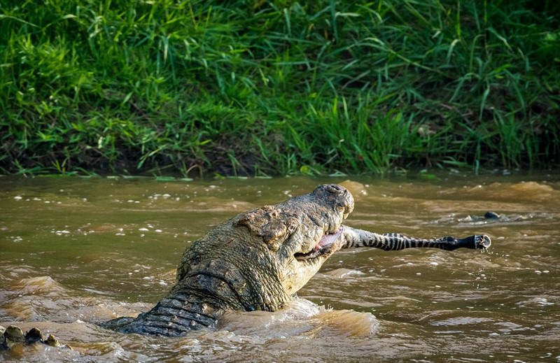 Ngay khi bắt được con ngựa vằn, cá sấu khổng lồ đã cắn chặt lấy con mồi, dùng mọi cách để dìm ngựa vằn xuống nước và triệt tiêu sức chiến đầu của con mồi non nớt. Chẳng bao lâu sau, ngựa vằn đuối sức và hoàn toàn bị cá sấu khổng lồ xé xác và nuốt gọn ghẽ.