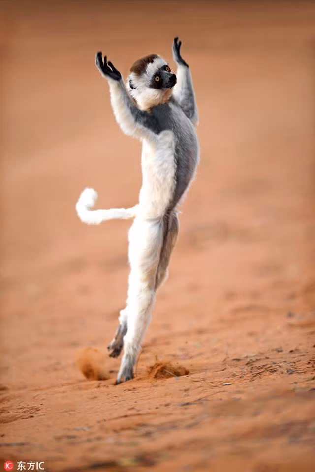 Thay nhiep anh gia, vuon cao tinh nghich lam dieu bat ngo-Hinh-3