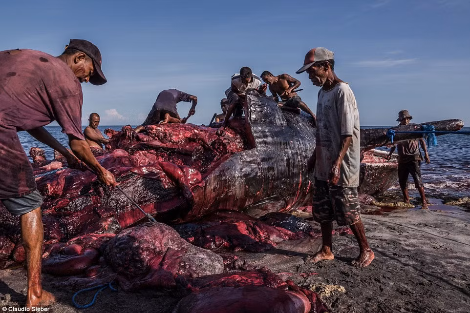 Được biết, vào năm 1986, chính phủ Indonesia đã ký "Công ước quốc tế về quy chế săn bắt cá voi" tuy nhiên đến hiện nay, chính phủ vẫn phớt lờ công ước, cho phép ngư dân trên đảo Lamalera tiếp tục truyền thống săn cá voi của mình.
