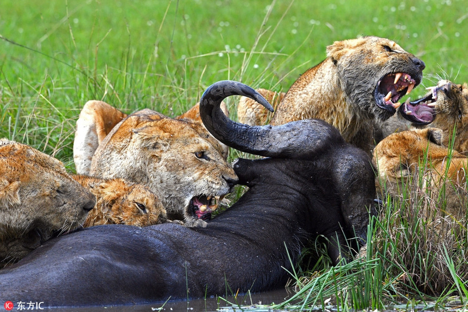 Thông thường, những con trâu rừng thường khuất phục trước những con sư tử đực uy mãnh và đáng sợ. Tuy nhiên, trước sự tấn công không kém phần sắc bén và linh hoạt của một nhóm sư tử cái, trâu rừng cũng phải chịu thua.