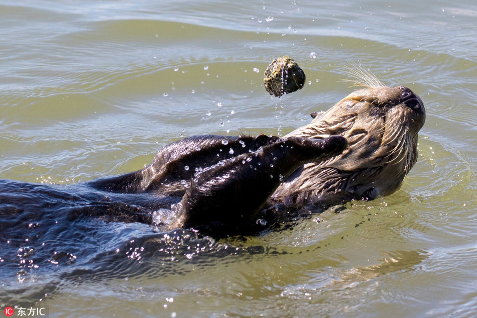 Nó ngửa người ra phía sau, bơi rất chậm trên mặt nước, hai chi trước chơi đùa và tung hứng với viên đá nhỏ, nó hoàn toàn chìm đắm vào thú vui đó, quên hết mọi thứ xung quanh.