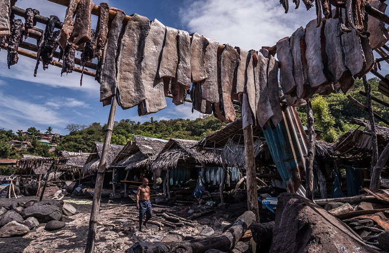 Yosef Bataona, người đứng đầu làng Lamalera cho biết: "Mặc dù chúng ta đang sống trong thời đại máy móc thế nhưng số lượng cá voi bị bắt mỗi năm không hề tăng. Năm ngoái chúng tôi đã bắt được 25 con cá voi. Có năm con số này có thể lên đến 40 con. Tuy nhiên, thi thoảng, cả năm chúng tôi không săn được gì.