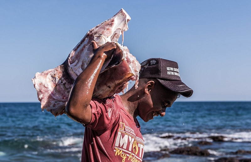 Thời điểm cá voi bị thương nặng và không thể chống trả, toàn đoàn đi săn sẽ kéo cá voi lên bờ và tiến hành mổ thịt, phân xác cá voi ngay trên bãi biển.