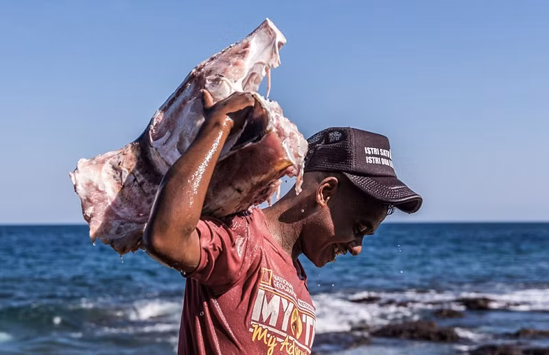 Thời điểm cá voi bị thương nặng và không thể chống trả, toàn đoàn đi săn sẽ kéo cá voi lên bờ và tiến hành mổ thịt, phân xác cá voi ngay trên bãi biển.