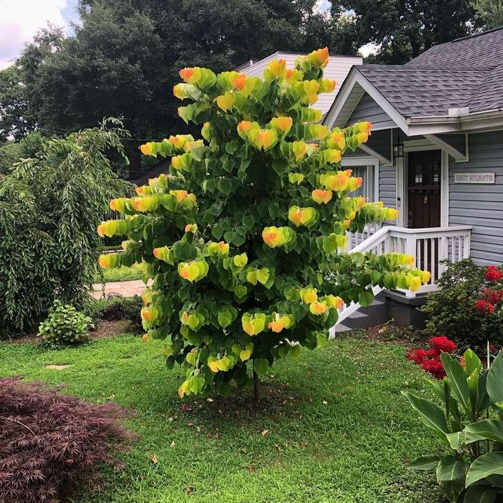 Cái cây với đủ mọi sắc độ lá này luôn khiến mọi người bối rối khi nhìn vào.