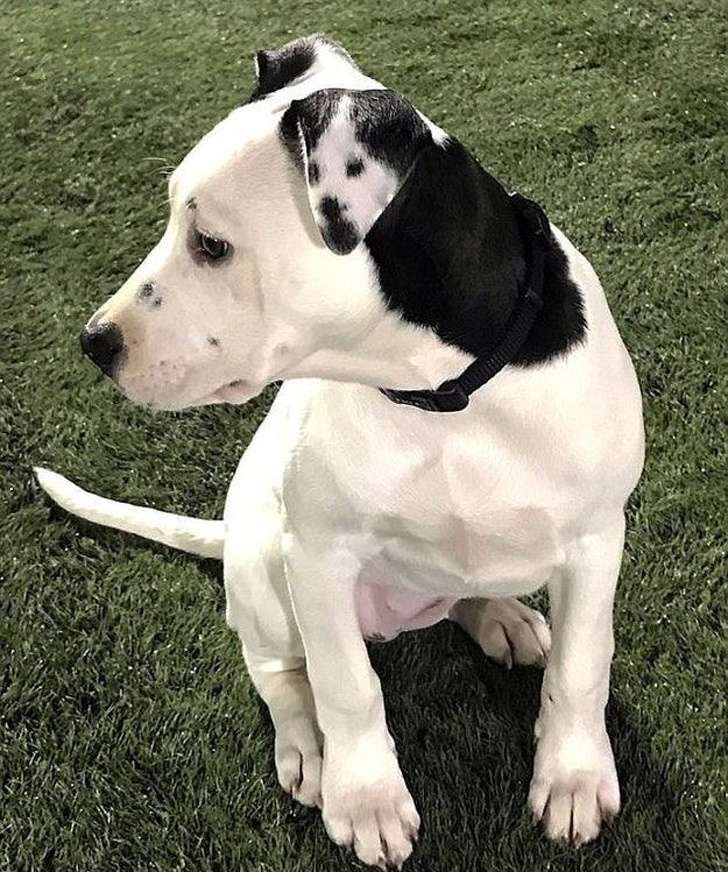 Chiếc tai trái của chú chó cưng này có những đốm tạo thành hình giống hệt như bức chân dung tự họa của nó.