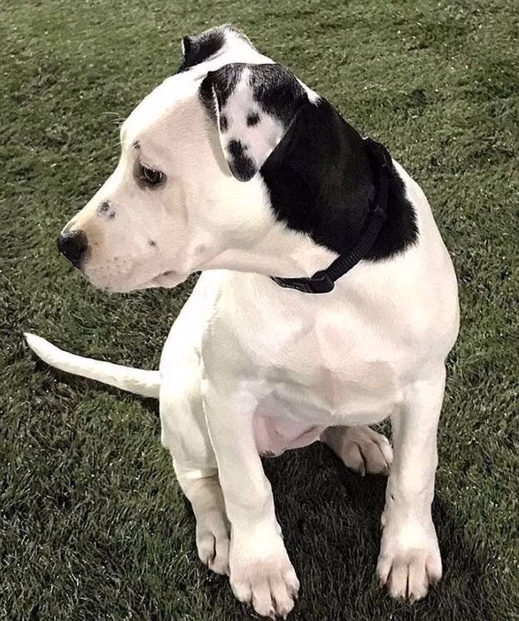 Chiếc tai trái của chú chó cưng này có những đốm tạo thành hình giống hệt như bức chân dung tự họa của nó.