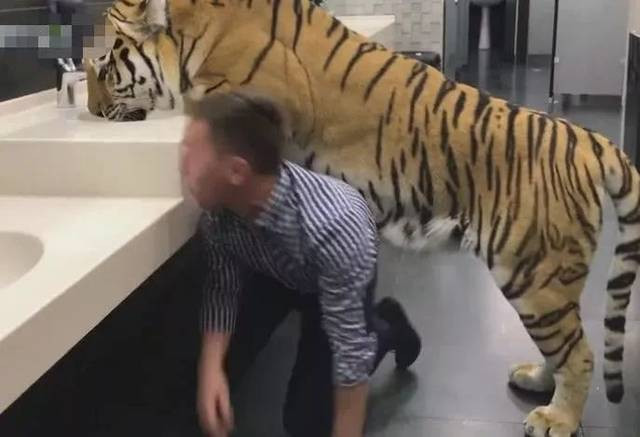 Đến khi thấy sự xuất hiện của người đàn ông trở nên quá gần gũi, con hổ mới quay đầu lại và khiến người đàn ông lặng người vì quá sợ hãi. Cuối cùng anh cũng nhận ra, con hổ vằn khổng lồ này thực sự là chúa sơn lâm chính hiệu. May mắn thay, không có bi kịch nào xảy ra.